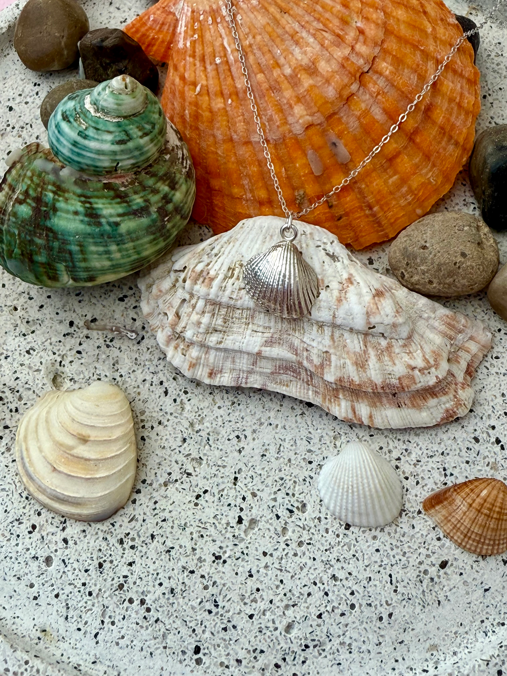 Sterling Silver Cockle Shell Necklace